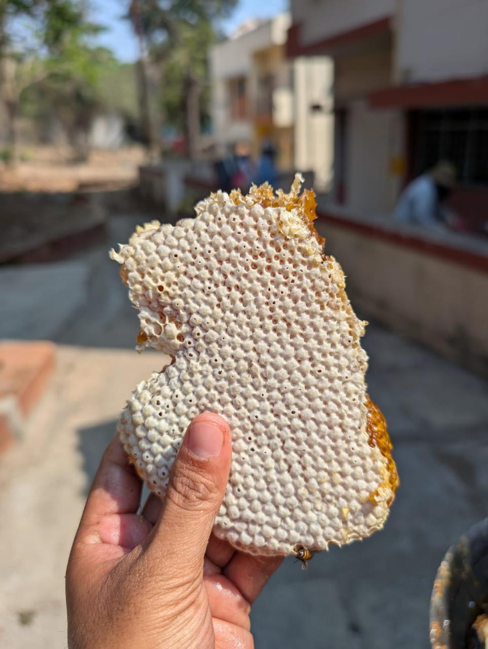 Fresh Honey Comb